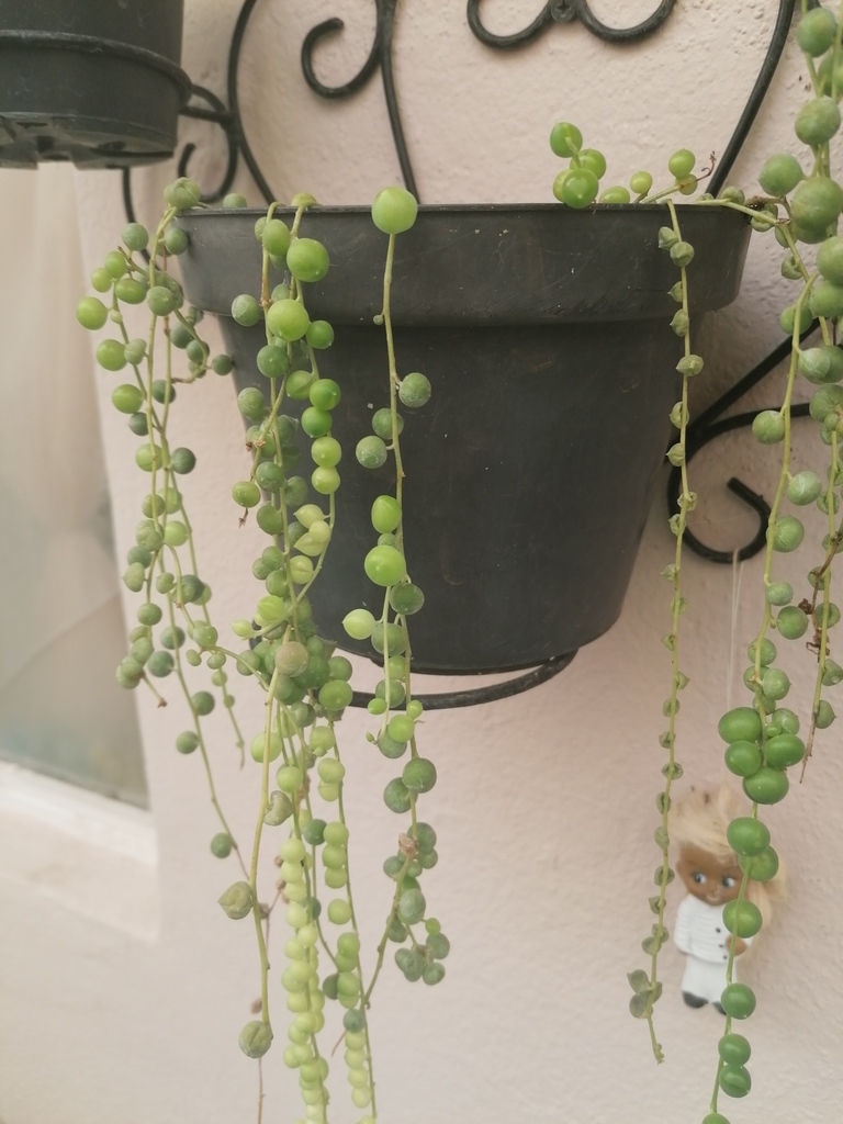 String of pearls plant growing