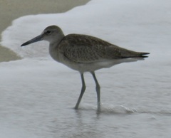 Tringa semipalmata semipalmata