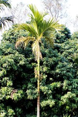 Areca catechu