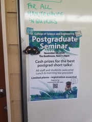 Hypolimnas bolina nerina