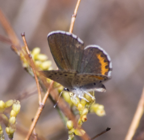 Pallid Blue photo 2