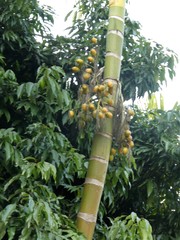 Areca catechu