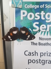 Hypolimnas bolina nerina