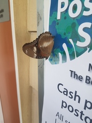 Hypolimnas bolina nerina