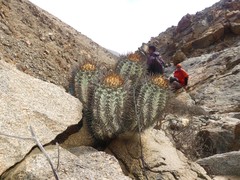 Copiapoa atacamensis