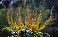 Berberis napaulensis