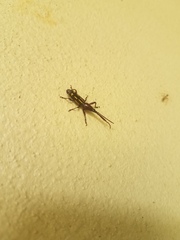 Ectocemus decemmaculatus