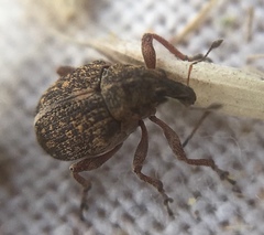 Rhinoncus inconspectus