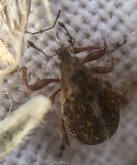 Rhinoncus inconspectus