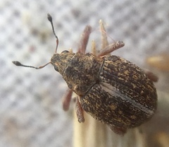 Rhinoncus inconspectus