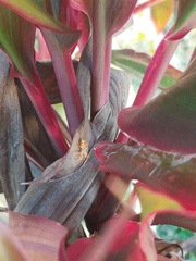 Cosmophasis bitaeniata