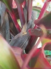 Cosmophasis bitaeniata