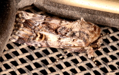 Spodoptera umbraculata