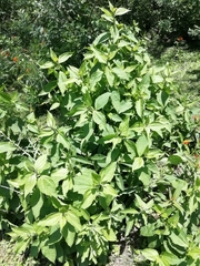 Chromolaena hookeriana