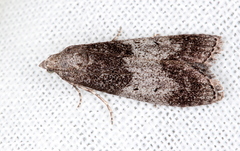 Aphomia baryptera