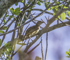 Chlamydera cerviniventris
