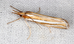Hednota bivittella