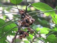 Hampea nutricia