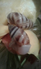 Bocourtia aequatoria