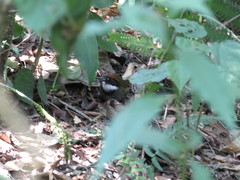 Arremon brunneinucha