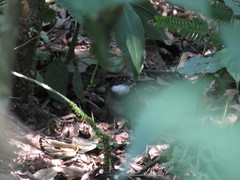 Arremon brunneinucha