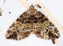 Chrysolarentia phaedra