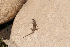 Liolaemus septentrionalis