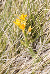 Chloraea gavilu
