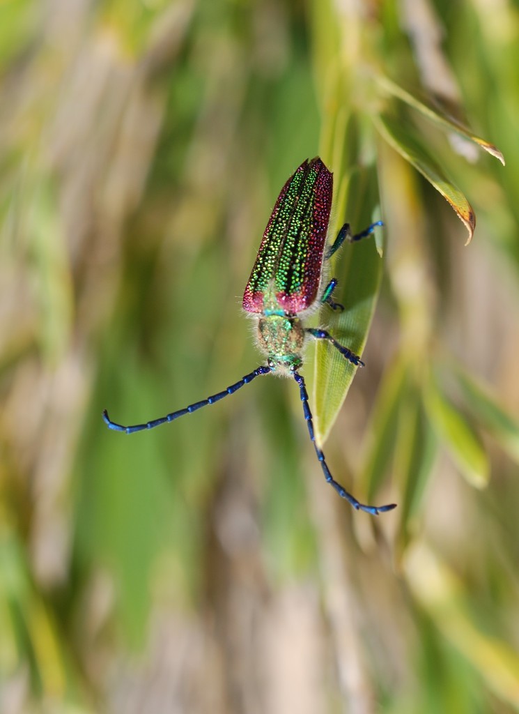 Oxypeltus quadrispinosus