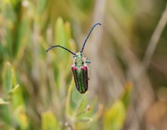 Oxypeltus quadrispinosus