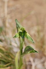 Chloraea viridiflora