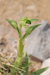 Chloraea viridiflora