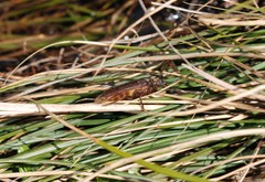 Microplophorus magellanicus