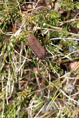 Microplophorus magellanicus