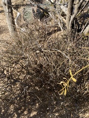 Ephedra antisyphilitica