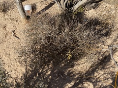 Ephedra antisyphilitica