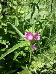 Sidalcea ranunculacea