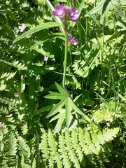 Sidalcea ranunculacea