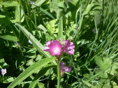 Sidalcea ranunculacea