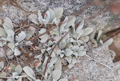 Calceolariaceae