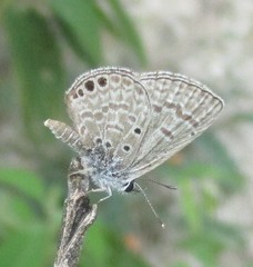 Hemiargus ramon