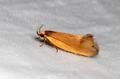 Delexocha ochrocausta