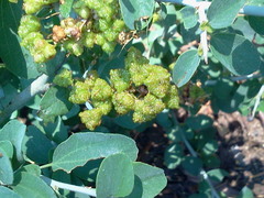 Ceanothus cordulatus