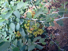 Ceanothus cordulatus