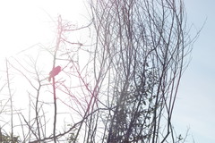 Chrysomus ruficapillus