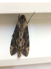 Erinnyis oenotrus
