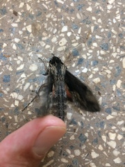 Erinnyis oenotrus