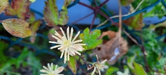 Clematis vitalba