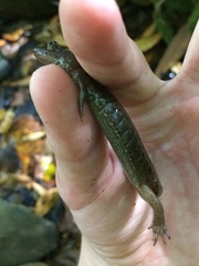 Desmognathus welteri