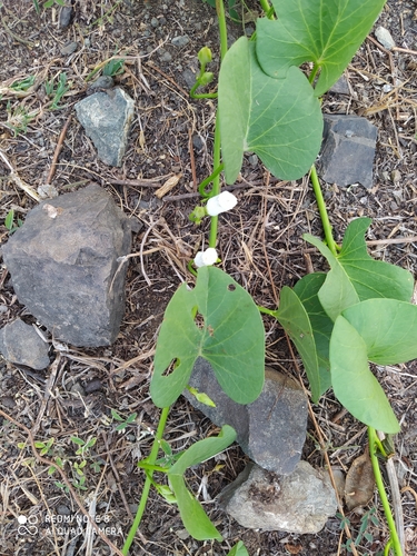 Image of Ipomoea asarifolia by (c) Ileana Herrera, some rights reserved (CC BY)